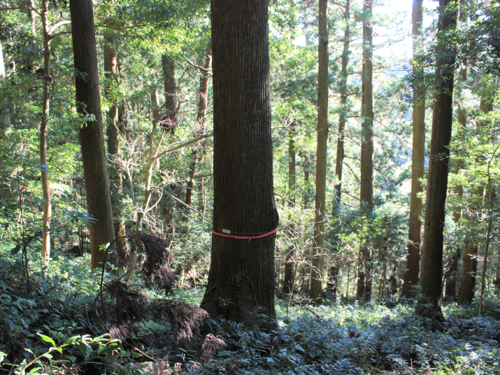 超長期研究「森の成長を測り続けて100年。」