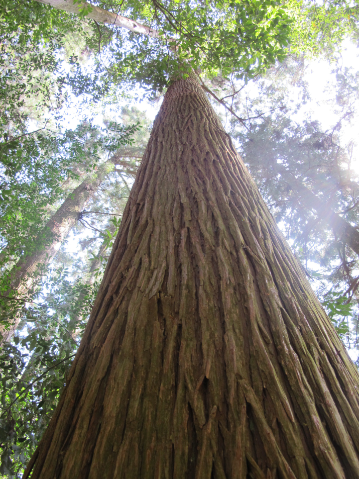 超長期研究「森の成長を測り続けて100年。」