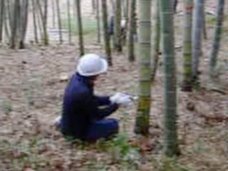 竹の間伐動画