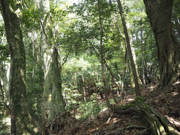 林業遺産 千葉演習林・浅間山「日本最初の、大学の森」
