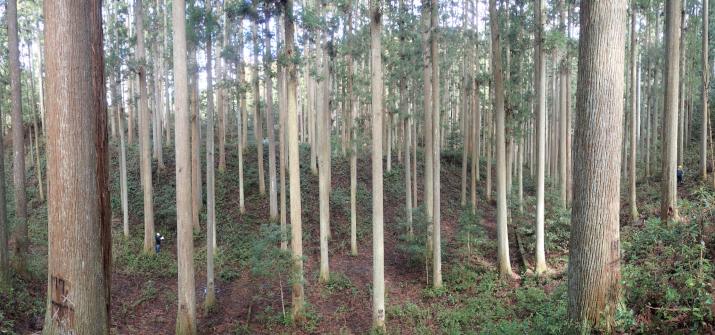 超長期研究「森の成長を測り続けて100年。」