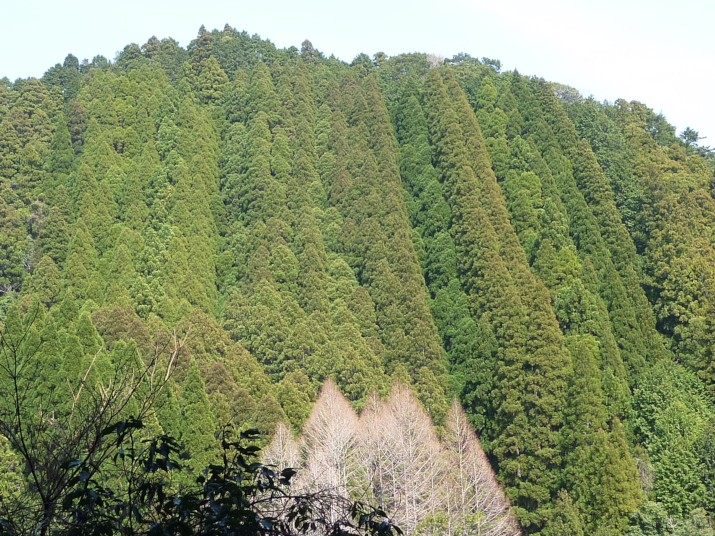 超長期研究「森の成長を測り続けて100年。」