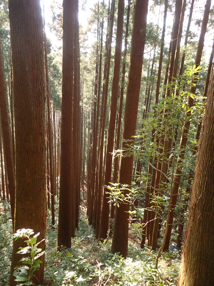 超長期研究「森の成長を測り続けて100年。」