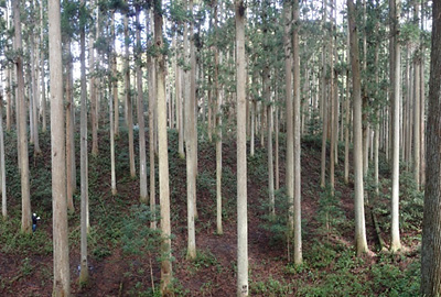 成長測定100年「森の成長を測り続けて100年。」