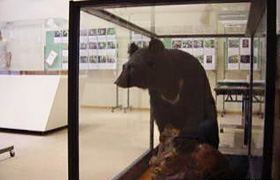 ワサビ沢展示室 ワサビ沢展示室