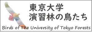 東京大学演習林の鳥たち