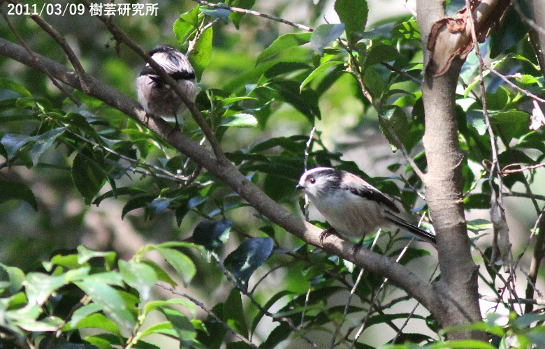 Long Tailed Tit