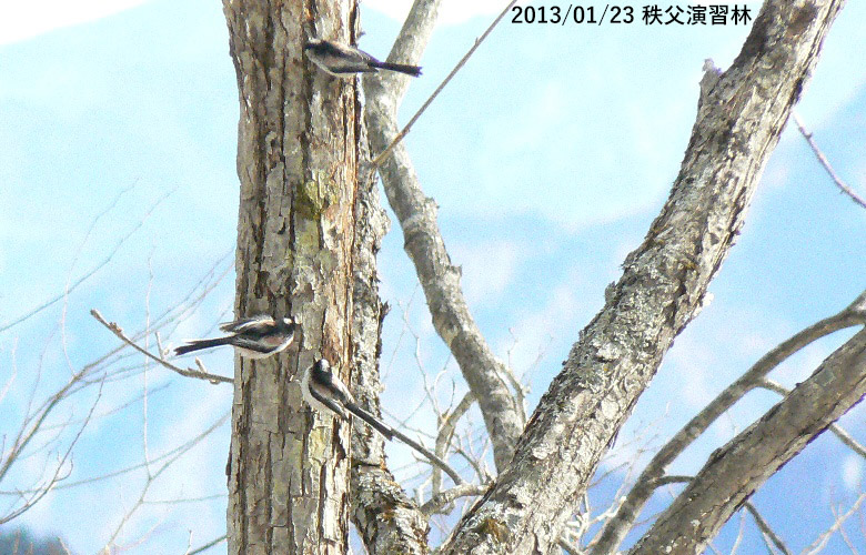 Long Tailed Tit