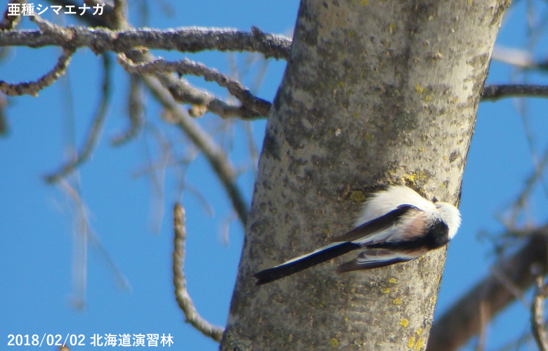 Long Tailed Tit